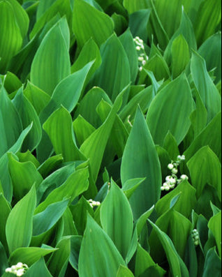 Convallaria majalis (Lily-of-the-Valley)
