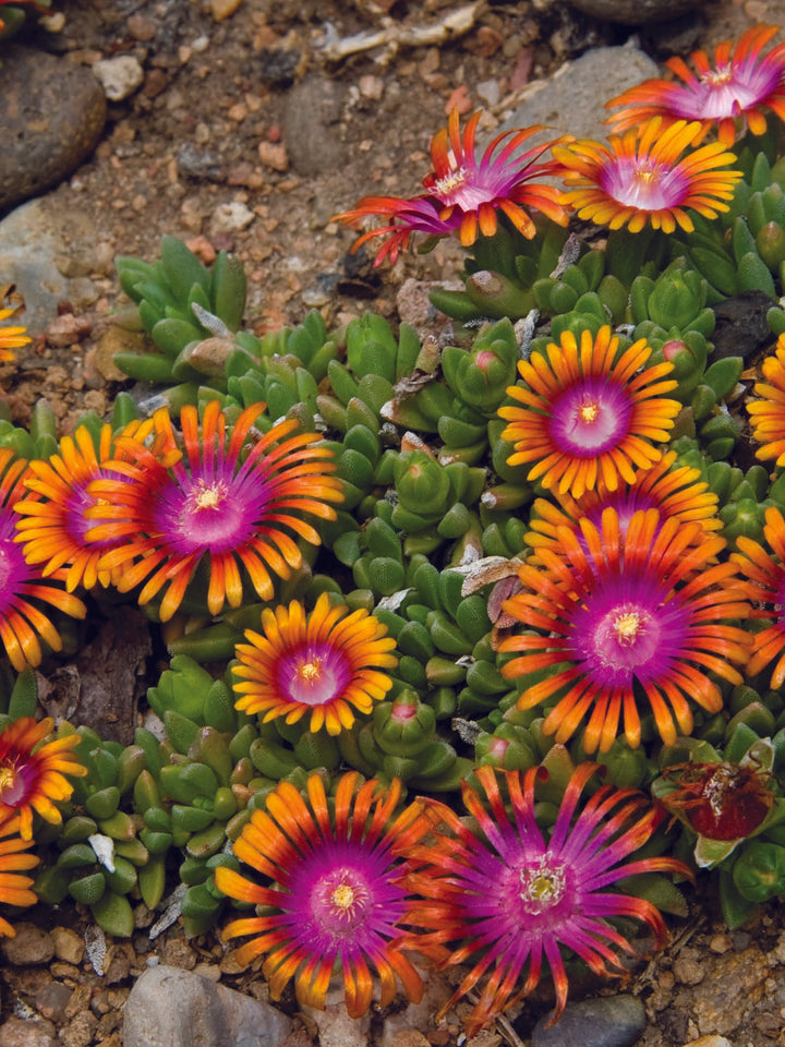 Delosperma 'Fire Spinner' (Ice Plant)