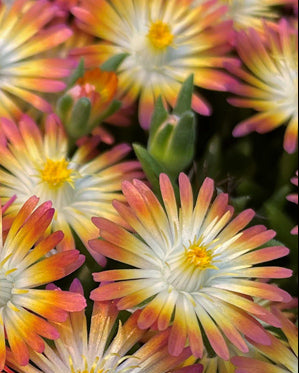 Delosperma J.o.D. 'Ruby' (Jewel of the Desert Series Ice Plant)