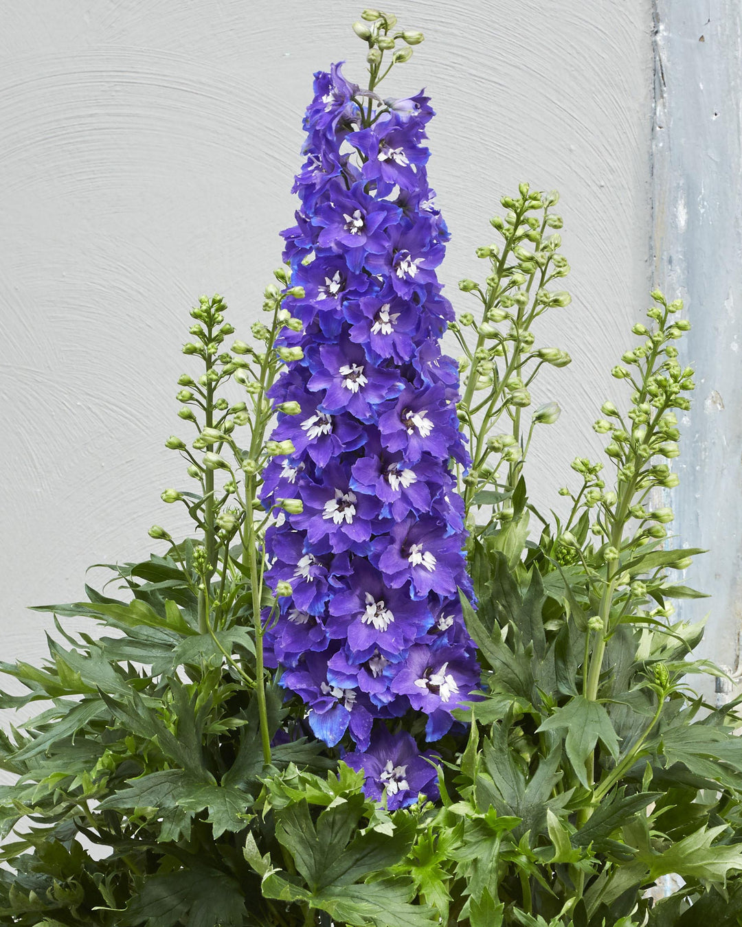 Delphinium Delgenius™ 'Glitzy' (Larkspur)