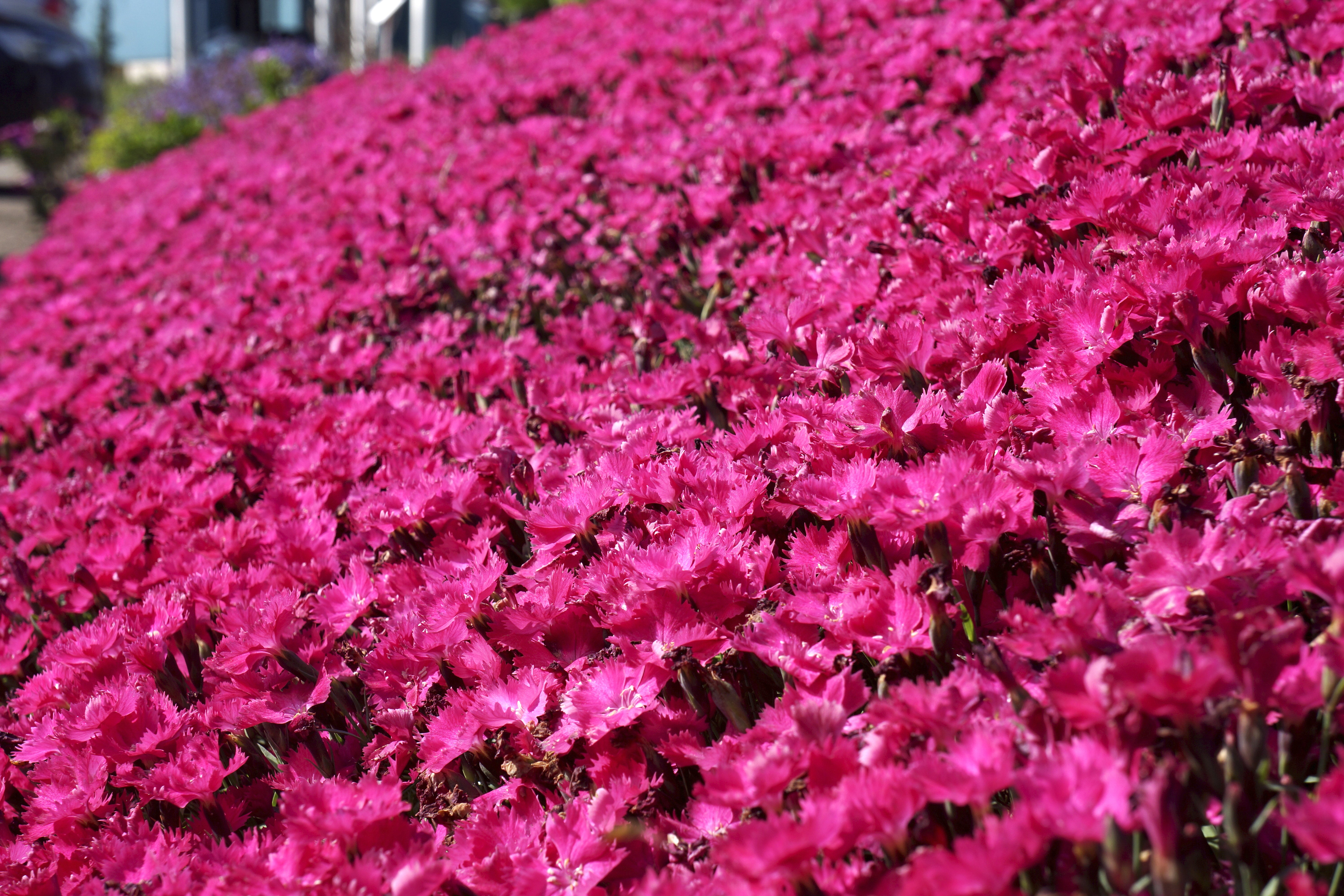 gardenpink① Dianthus Vivid™ Bright Light (Garden Pinks) – Perennial Farm