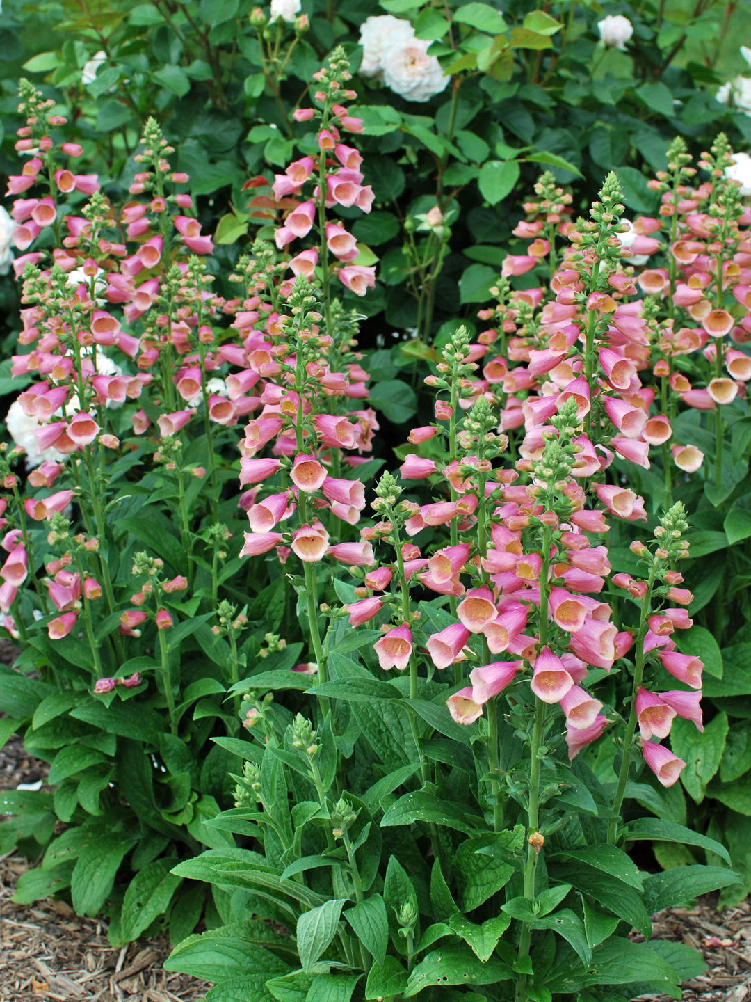 arctic fox rose foxglove seeds Digitalis x Arctic Fox™ Rose (Foxglove)
