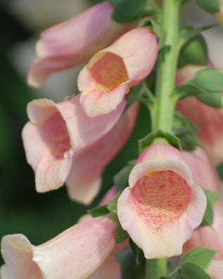 Digitalis purpurea 'Dalmatian Peach' (Foxglove)