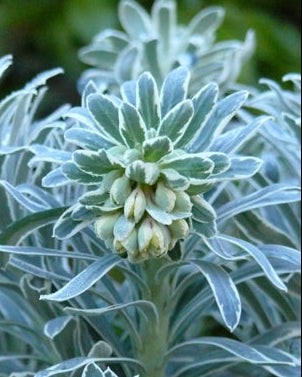 Euphorbia characias 'Glacier Blue' (Mediterranean Spurge)