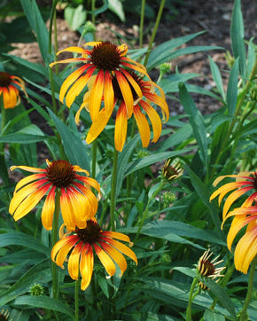 Echinacea x 'Fiery Meadow Mama' (Coneflower)