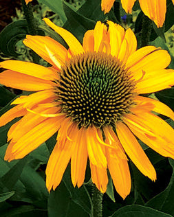 Echinacea x Kismet® Yellow (Coneflower)