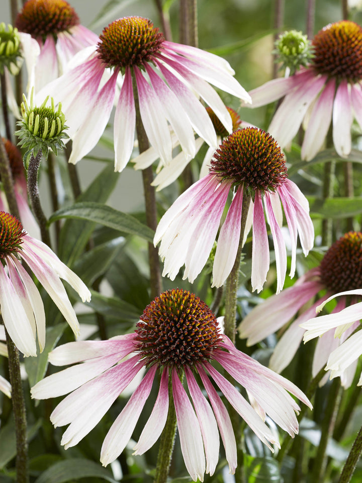 Echinacea x ‘Pretty Parasols’ (Coneflower)