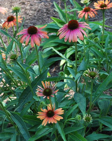 Echinacea x purpurea Butterfly™ 'Rainbow Marcella' (Coneflower)
