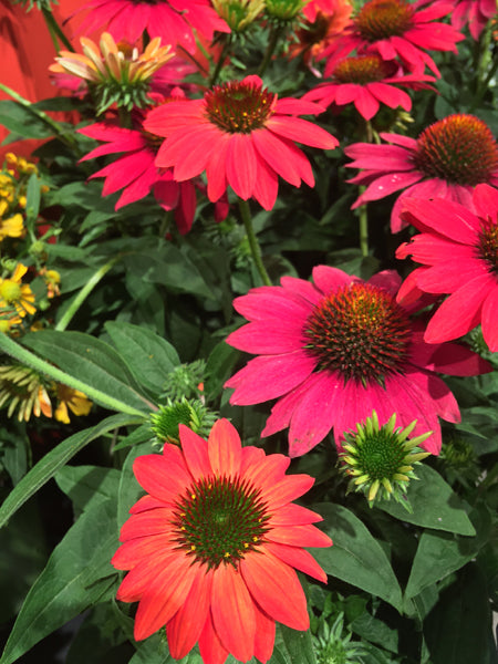 Echinacea Sombrero® Tres Amigos (Coneflower)