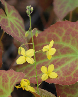 Epimedium x perralchium 'Frohnleiten'