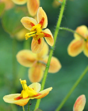 Epimedium x warleyense 'Orange Queen' (Barrenwort) – Perennial