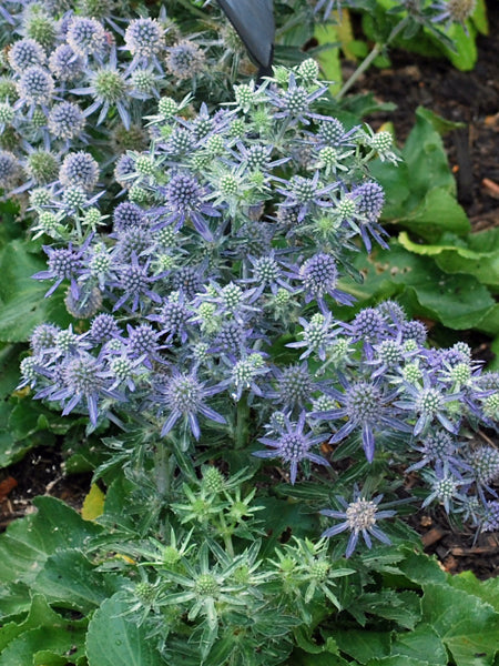 Eryngium planum 'Blue Hobbit' (Sea Holly)