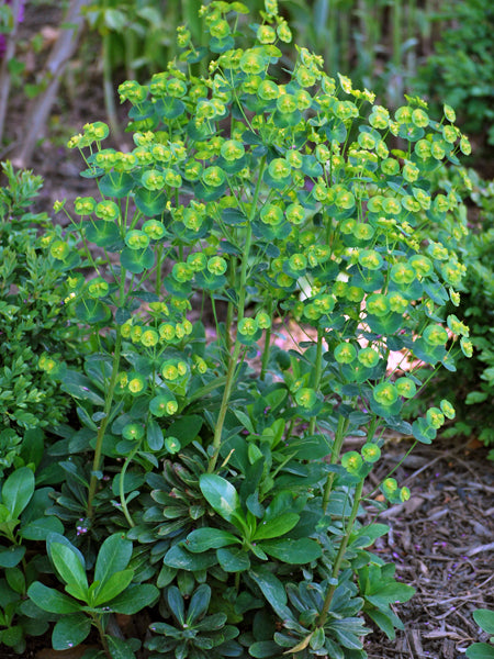 Euphorbia amygdaloides var. robbiae (Robb's Spurge)