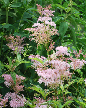 Filipendula rubra 'Venusta' (Queen of the Prairie)