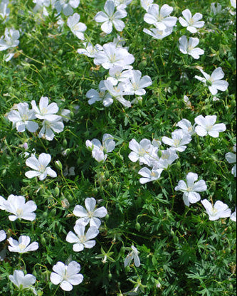Geranium sanguineum 'Album' (Cranesbill)