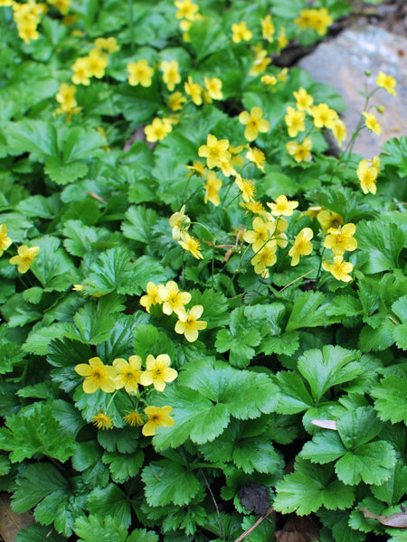 Waldsteinia fragaroides (Appalachian Barren Strawberry)