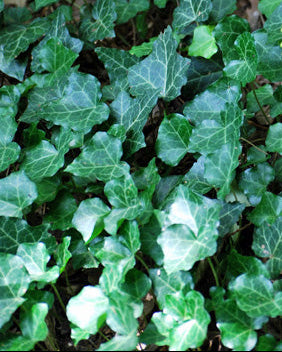 Hedera Helix (English Ivy)