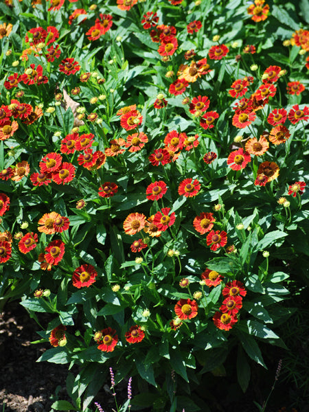Helenium autumnale Mariachi™ 'Salsa' (Helen's Flower, Sneezeweed ...