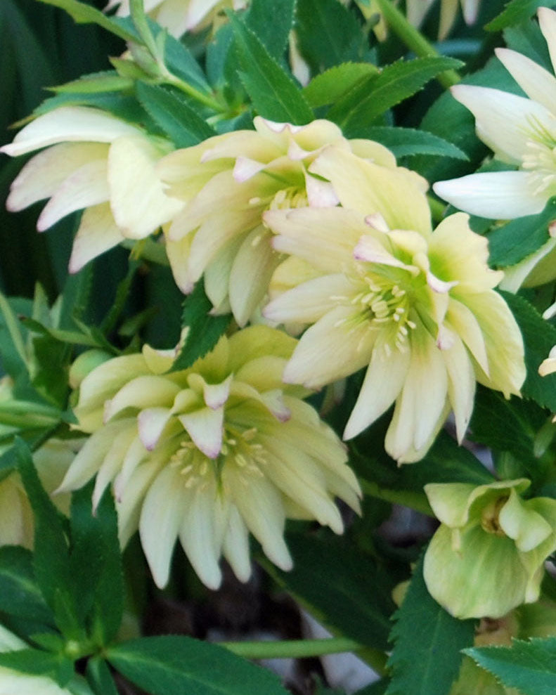 Helleborus x hybridus Winter Jewels® 'Golden Lotus' (Lenten Rose)