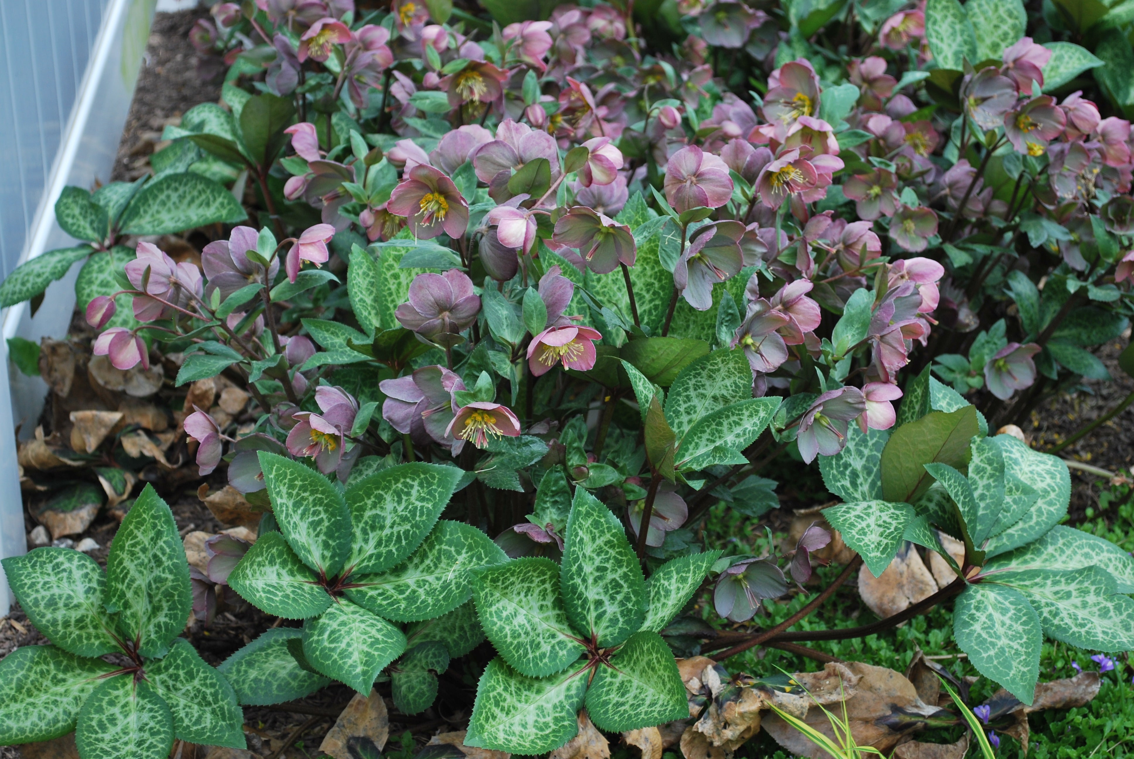 Helleborus Frostkiss® Penny's Pink (Lenten Rose) – Perennial Farm