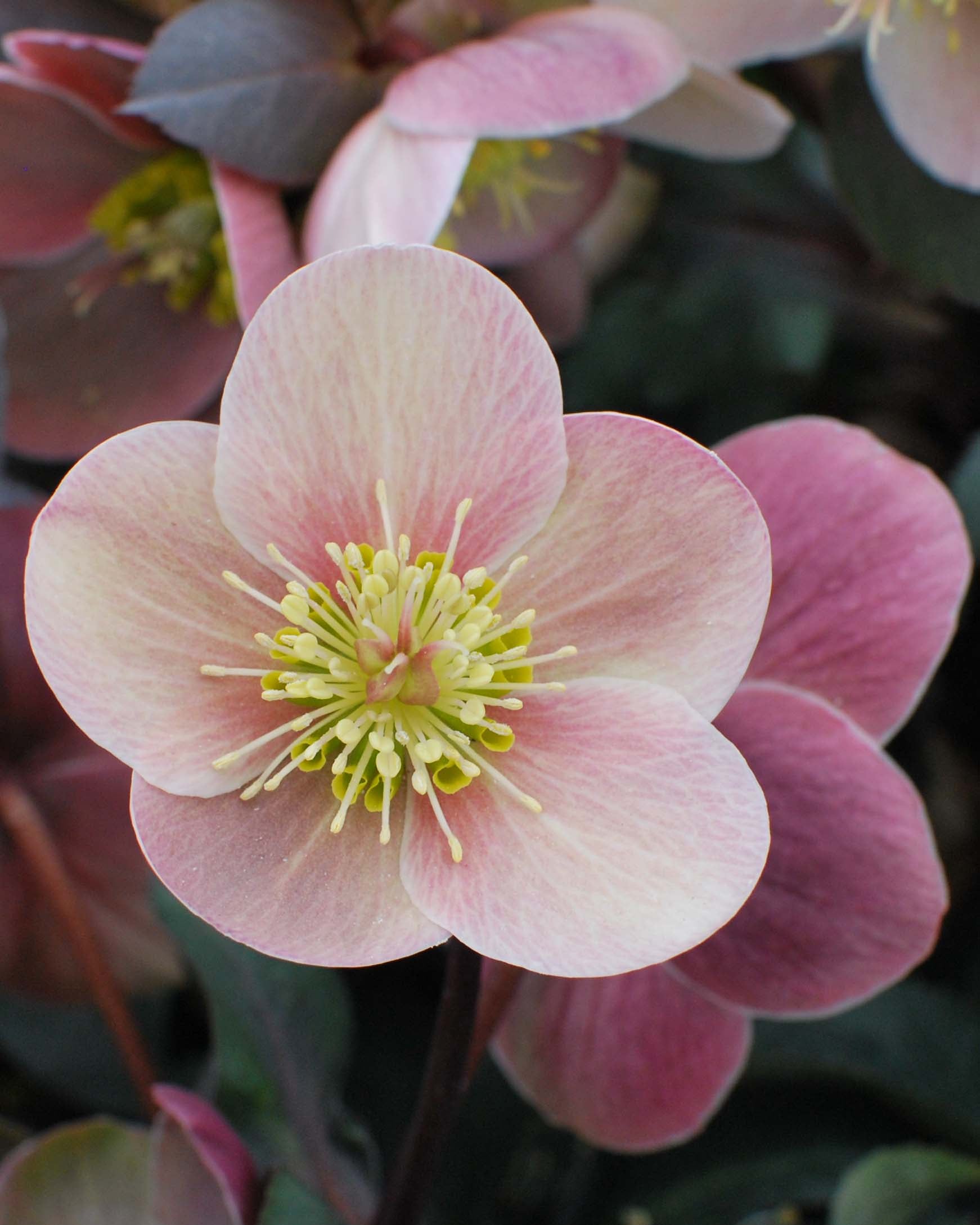 Helleborus x ballardiae HGC® 'Pink Frost' (Helleborus Gold