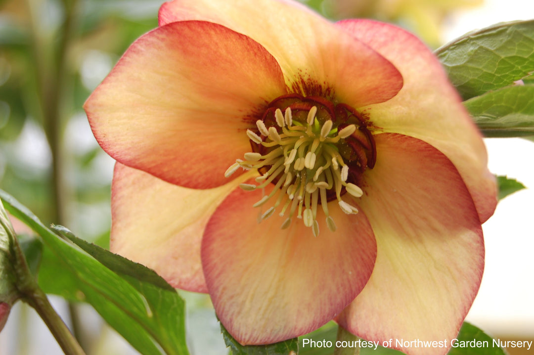 Helleborus x hybridus Winter Jewels® 'Apricot Blush' (Lenten Rose)
