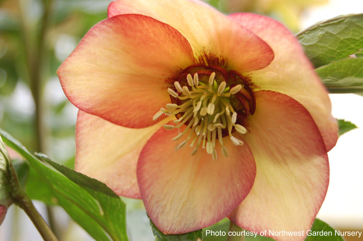 Helleborus x hybridus Winter Jewels® 'Apricot Blush' (Lenten Rose)