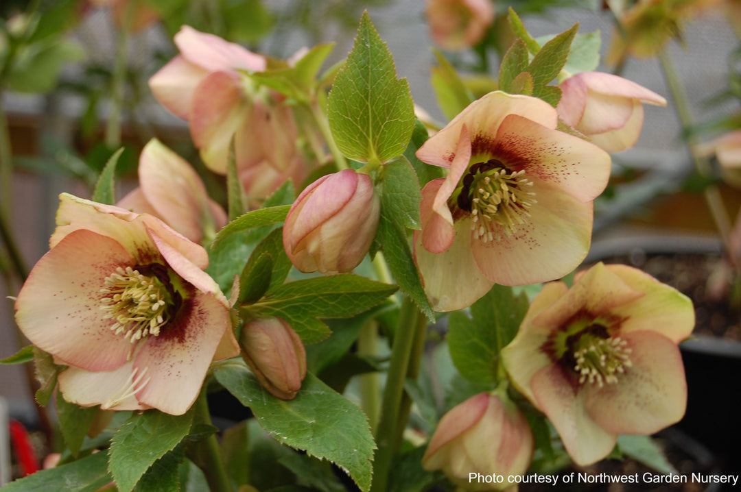 Helleborus x hybridus Winter Jewels® 'Apricot Blush' (Lenten Rose)