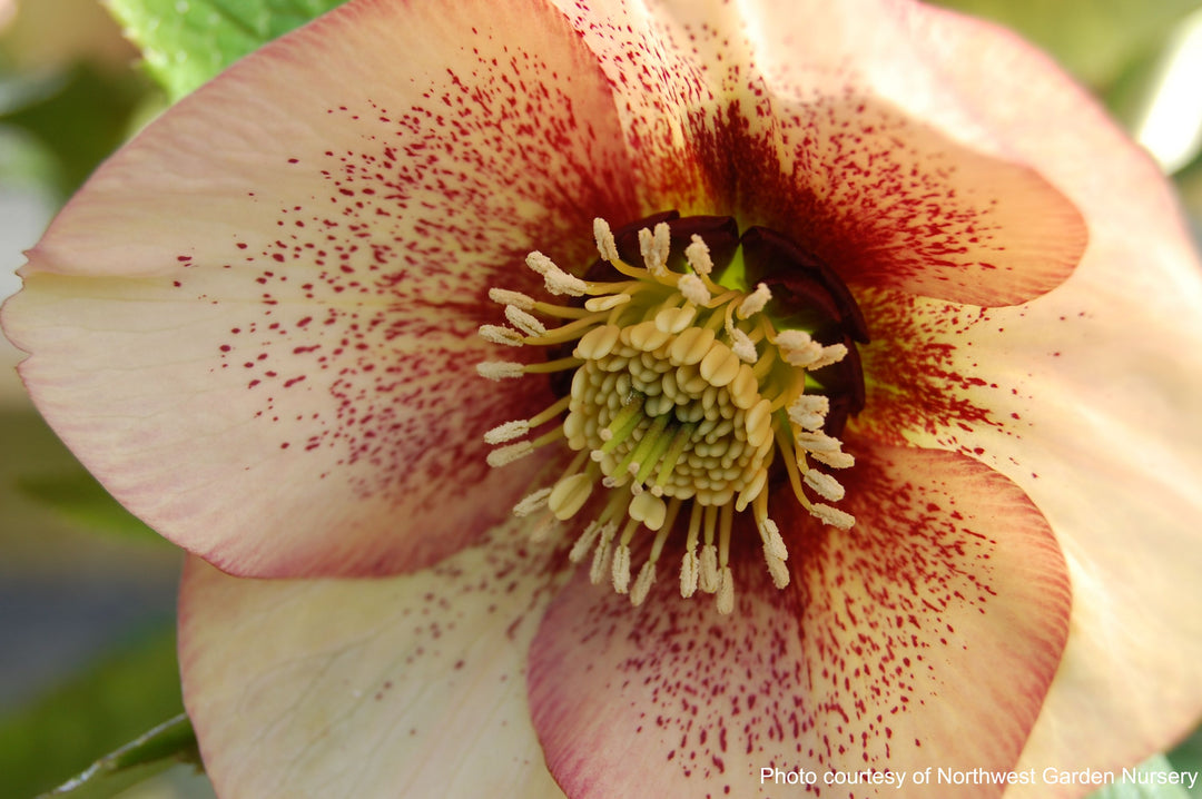 Helleborus x hybridus Winter Jewels® 'Apricot Blush' (Lenten Rose)
