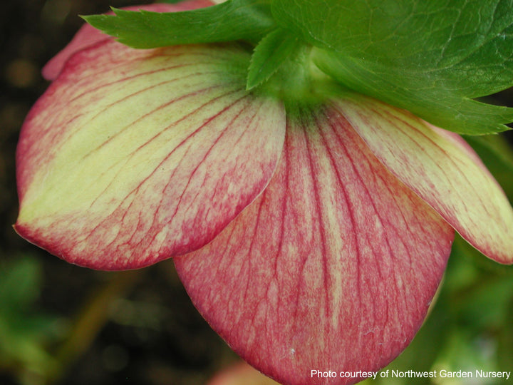 Helleborus x hybridus Winter Jewels® 'Apricot Blush' (Lenten Rose)