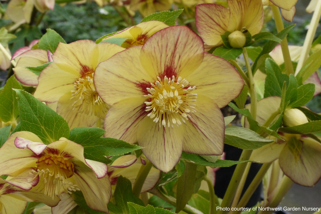 Helleborus x hybridus Winter Jewels® 'Apricot Blush' (Lenten Rose)