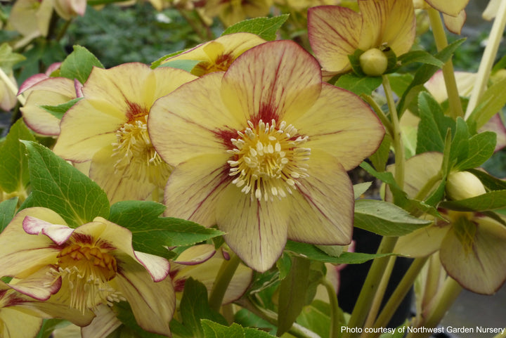 Helleborus x hybridus Winter Jewels® 'Apricot Blush' (Lenten Rose)