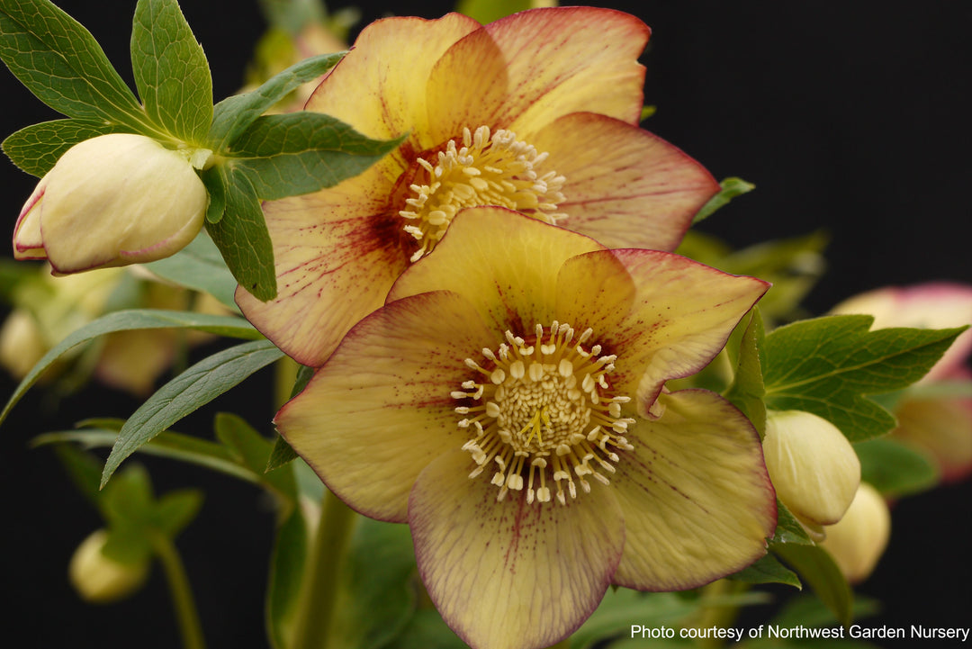 Helleborus x hybridus Winter Jewels® 'Apricot Blush' (Lenten Rose)