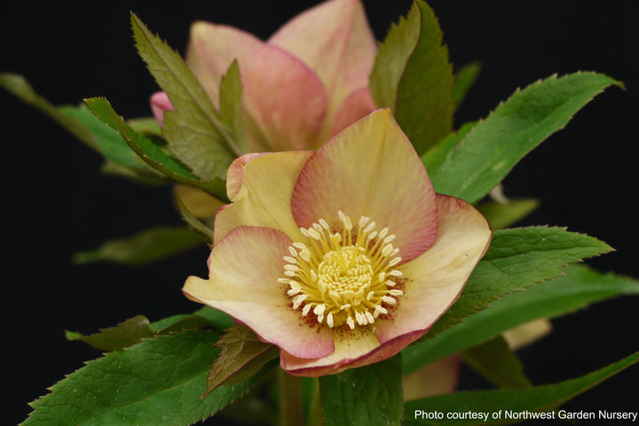 Helleborus x hybridus Winter Jewels® 'Apricot Blush' (Lenten Rose)