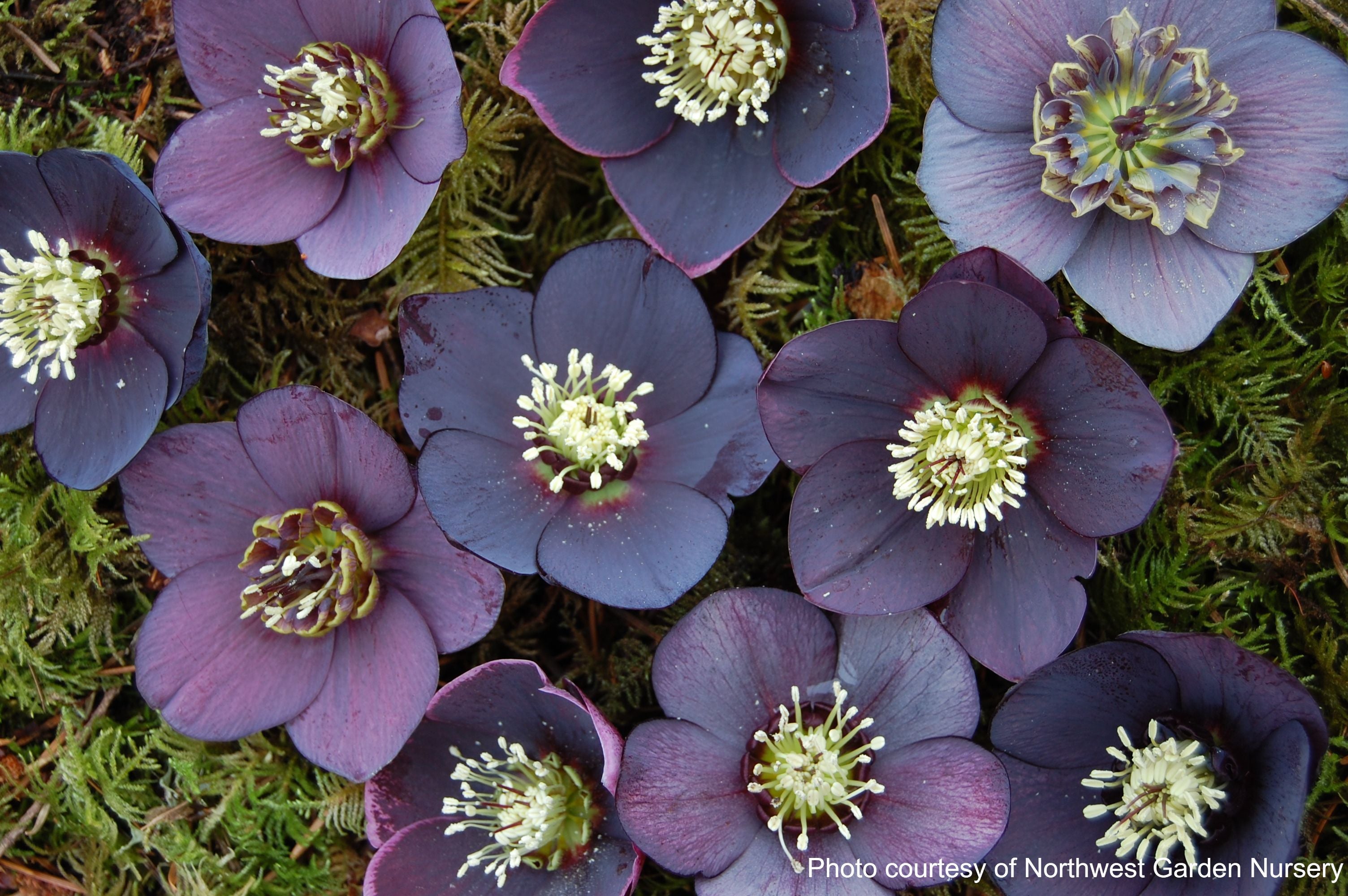 Helleborus x hybridus Winter Jewels® 'Black Diamond' (Lenten Rose