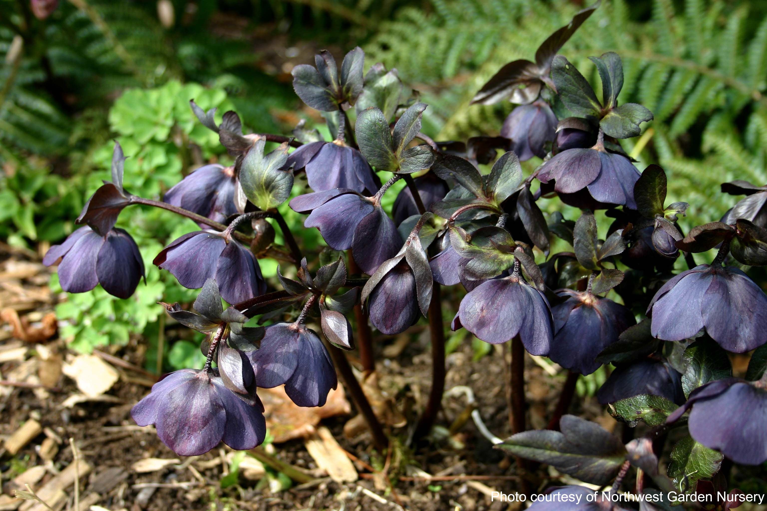 Helleborus x hybridus Winter Jewels® 'Black Diamond' (Lenten Rose
