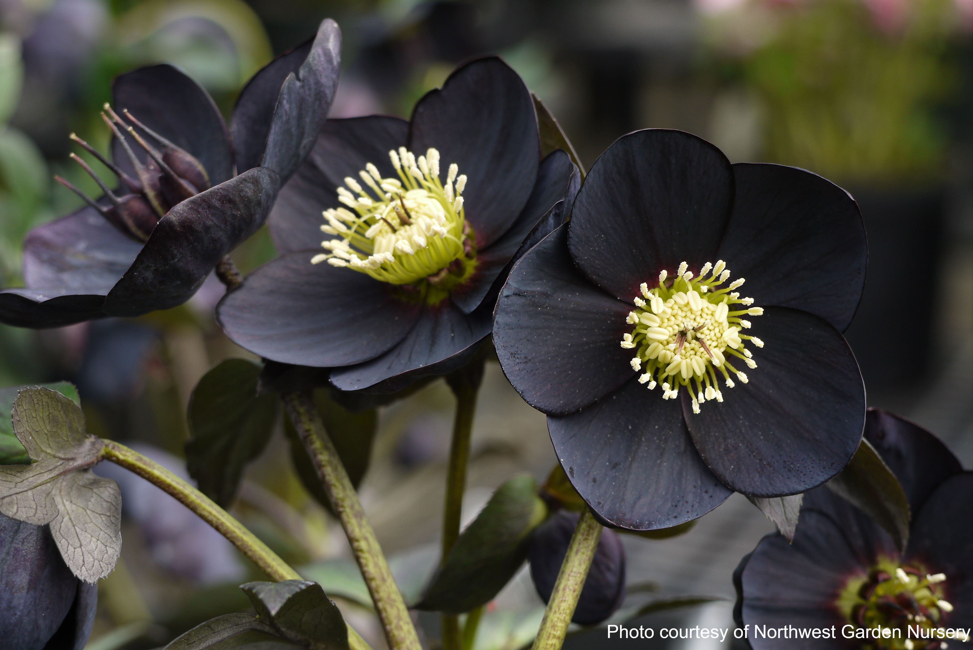 Lily Rose　⭐️super黒ガリン⭐️ Helleborus x hybridus Winter Jewels® 'Black Diamond' (Lenten Rose