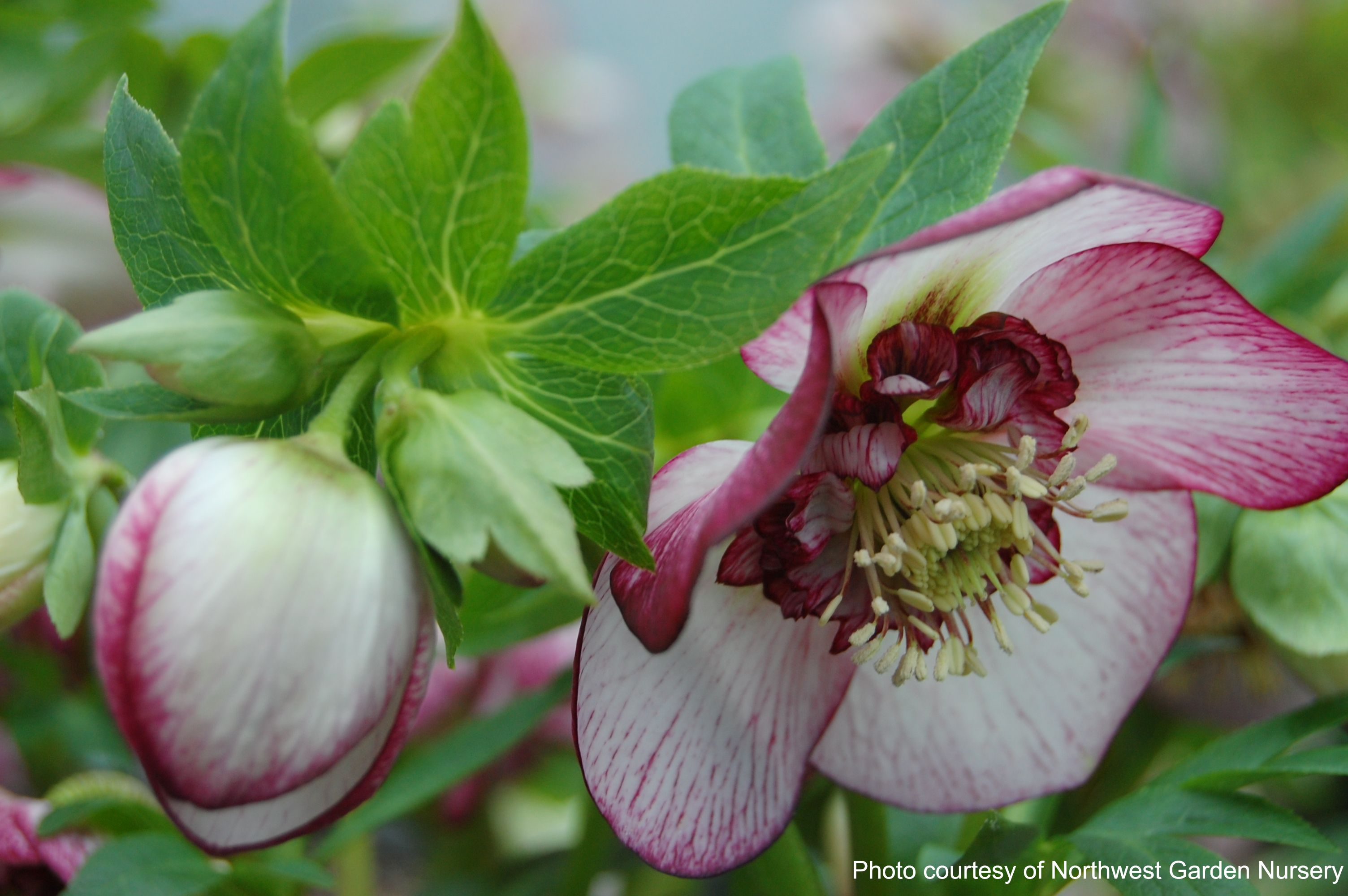 Helleborus x hybridus Winter Jewels® 'Cherry Blossom' (Lenten Rose