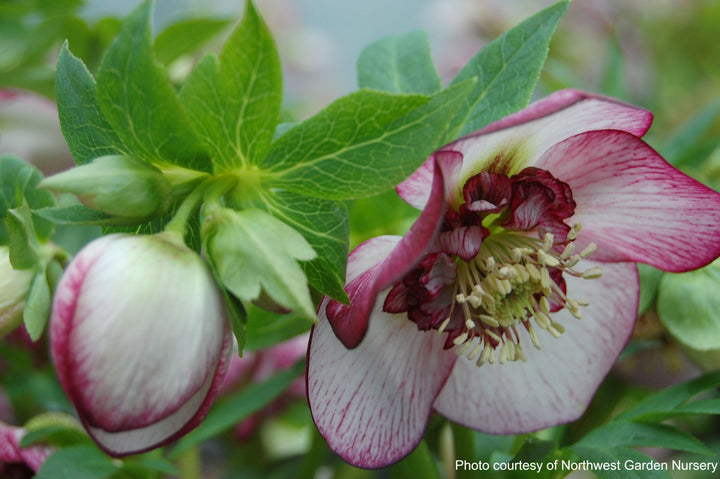 Helleborus x hybridus Winter Jewels® 'Cherry Blossom' (Lenten Rose)