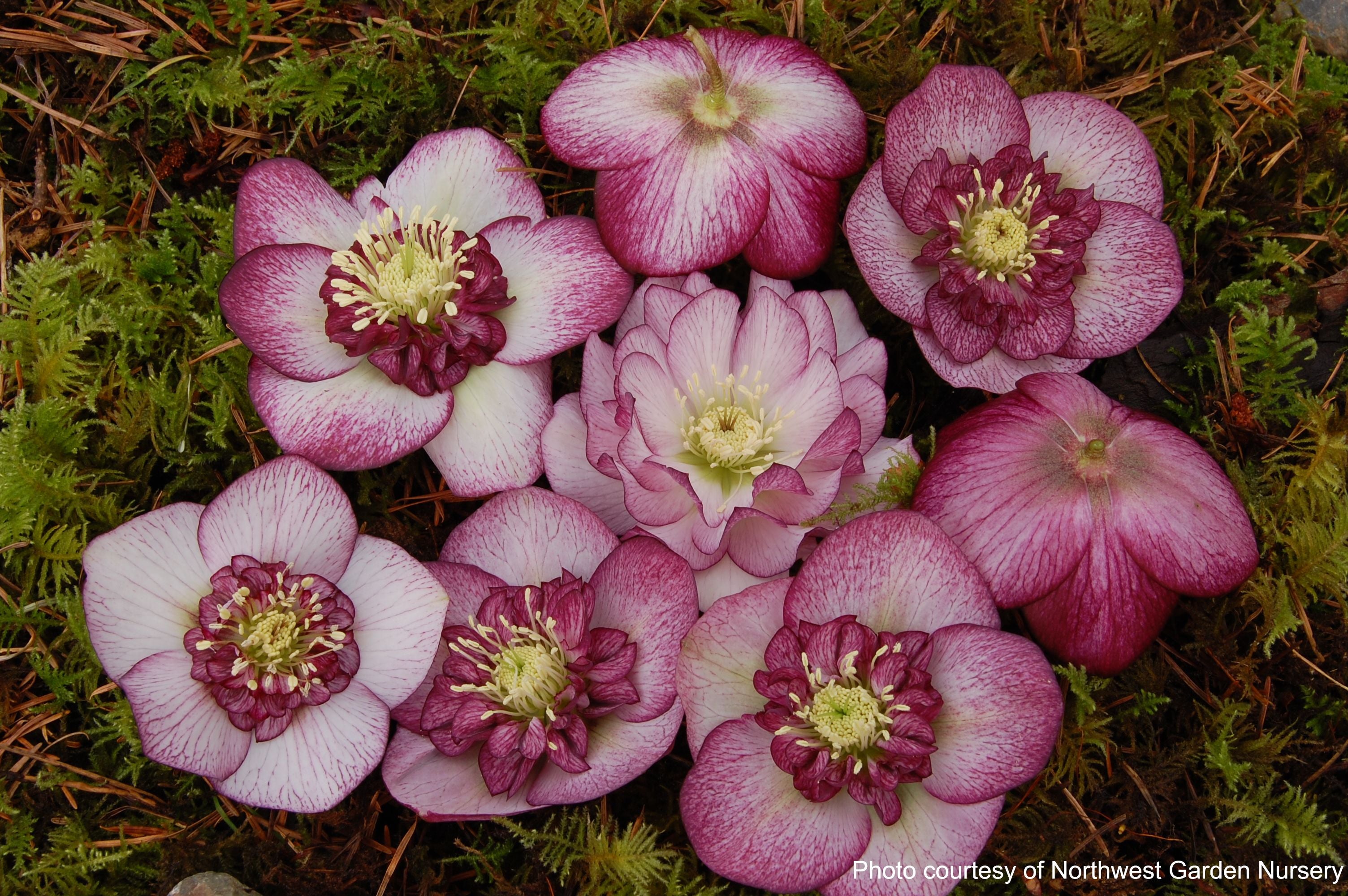 Helleborus x hybridus Winter Jewels® 'Cherry Blossom' (Lenten Rose