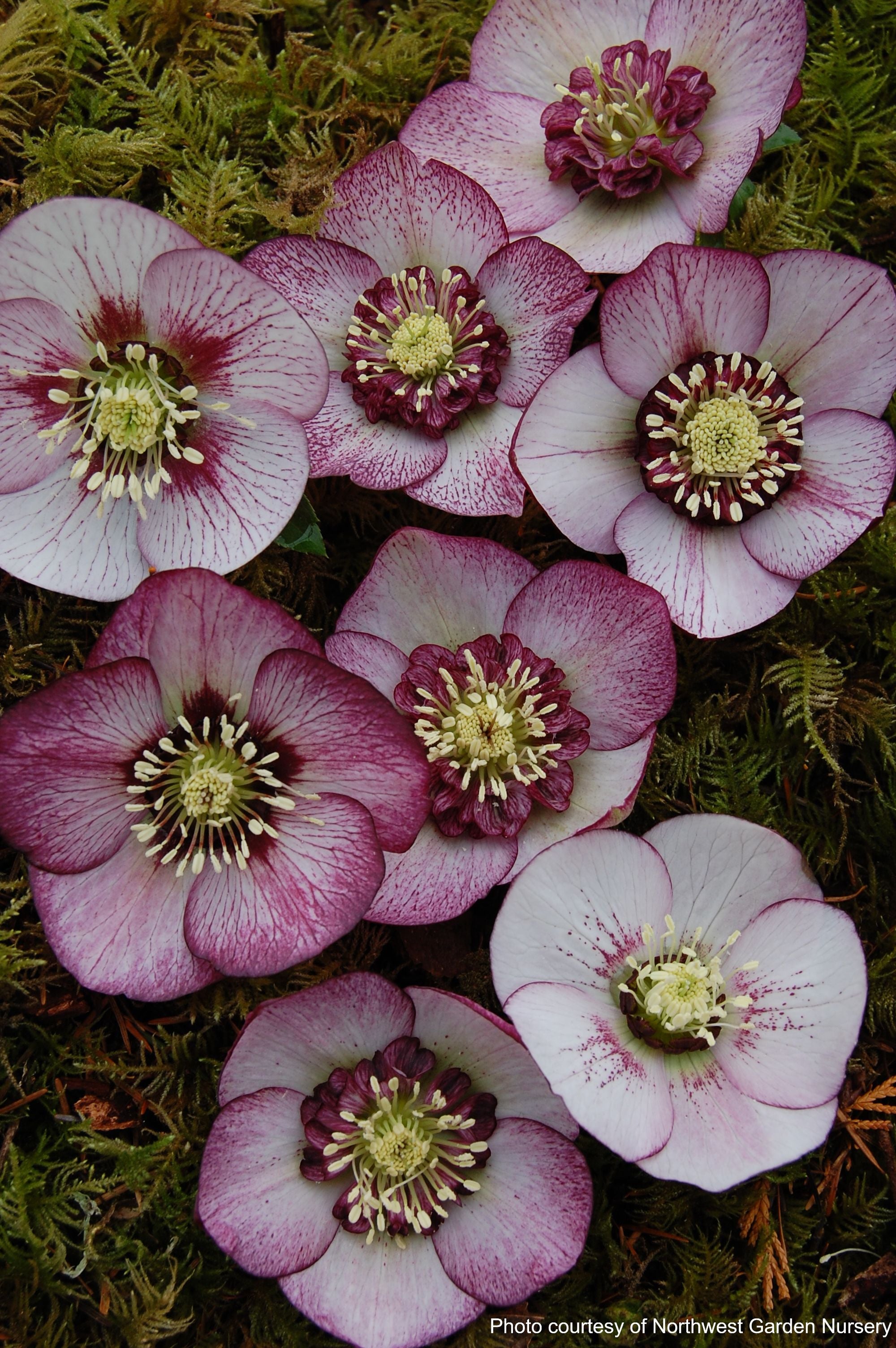 Helleborus x hybridus Winter Jewels® 'Cherry Blossom' (Lenten Rose