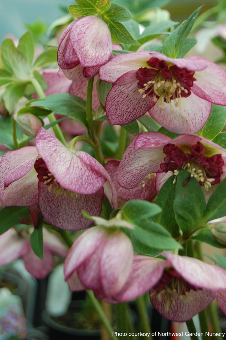 Helleborus x hybridus Winter Jewels® 'Cherry Blossom' (Lenten Rose)