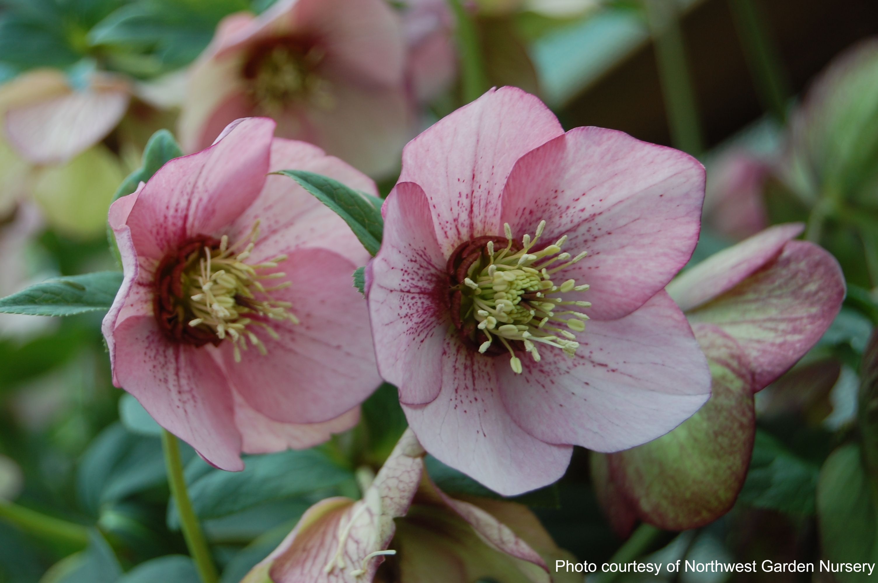 Helleborus x hybridus Winter Jewels® 'Cherry Blossom' (Lenten Rose