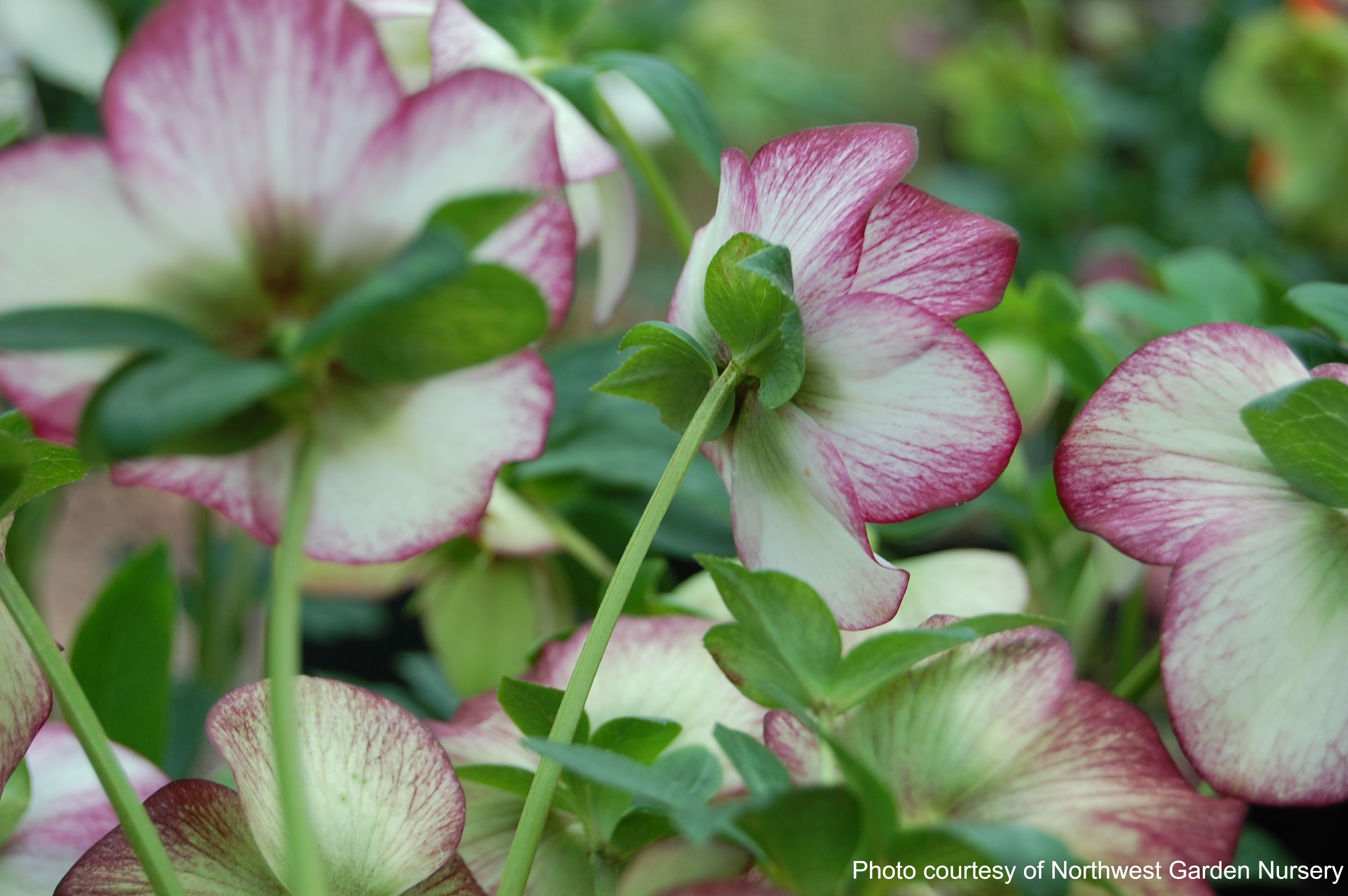 Helleborus x hybridus Winter Jewels® 'Cherry Blossom' (Lenten Rose