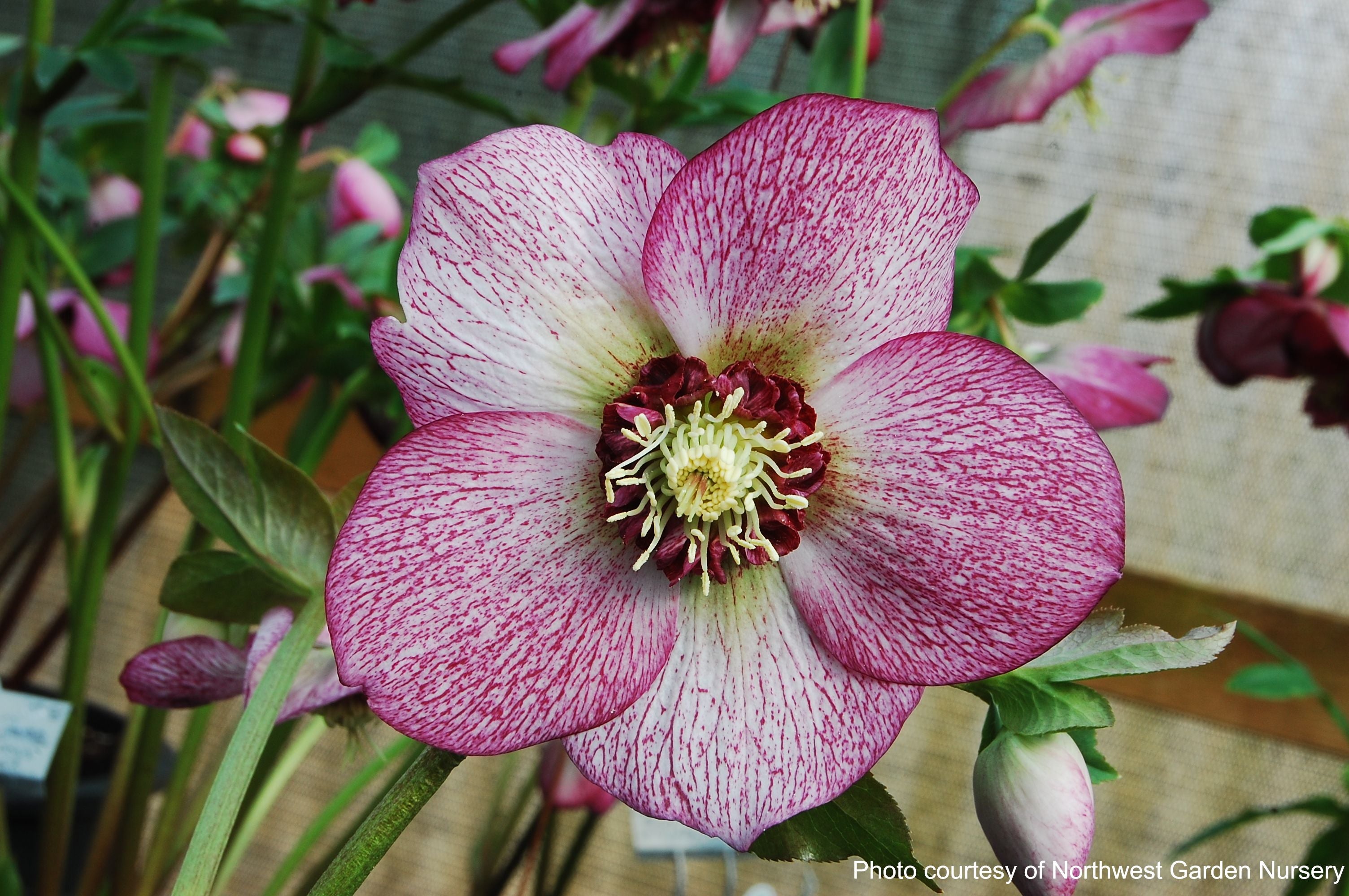 ✦✦✦チェリー✦✦✦ Helleborus x hybridus Winter Jewels® 'Cherry Blossom' (Lenten Rose