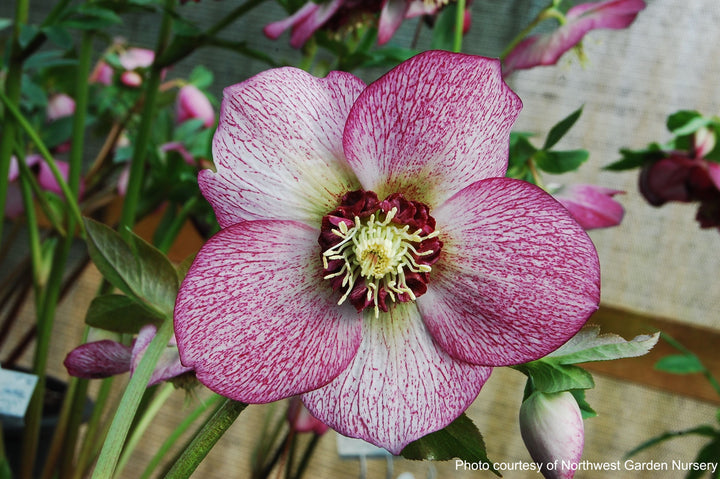 Helleborus x hybridus Winter Jewels® 'Cherry Blossom' (Lenten Rose)