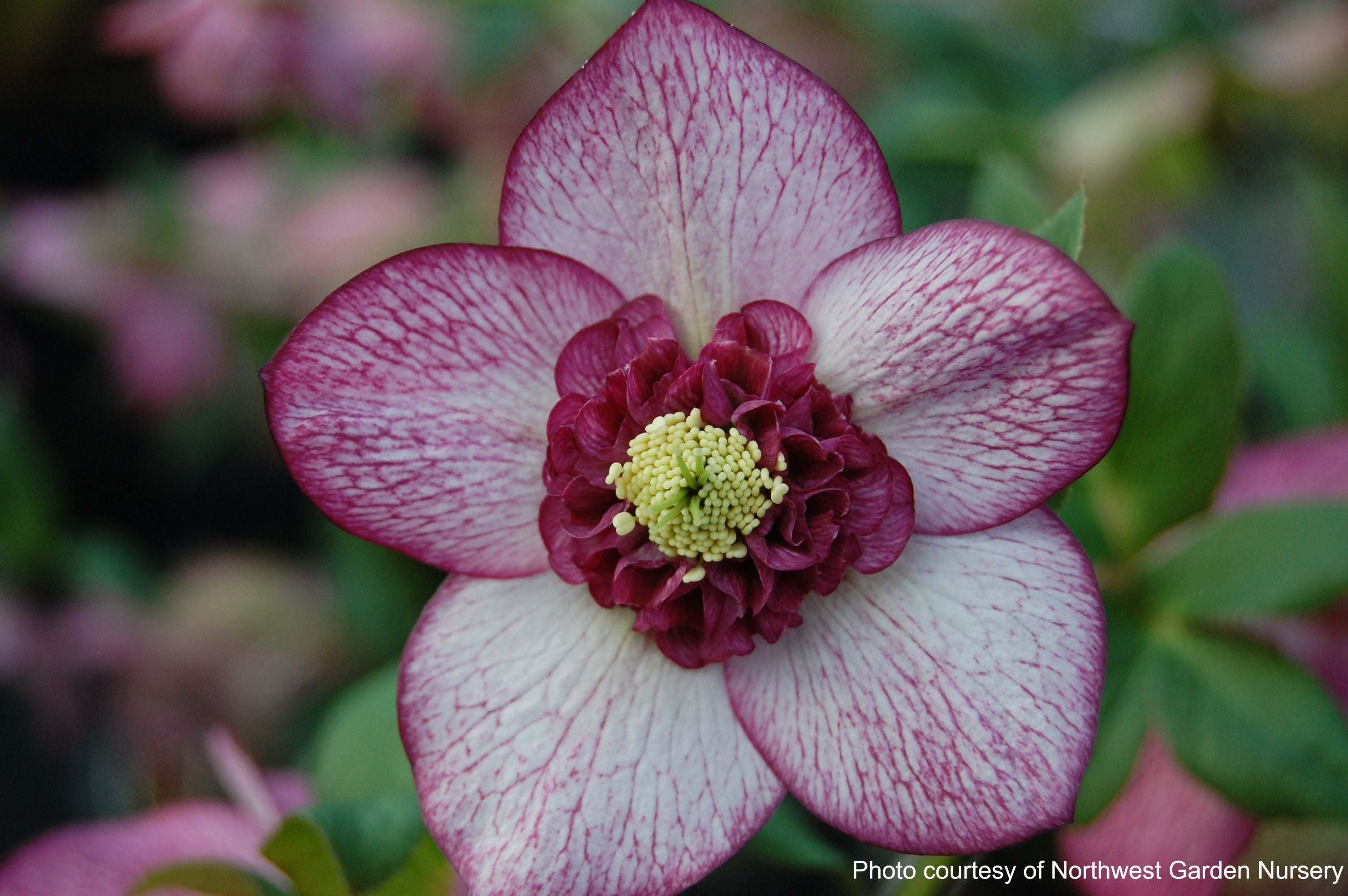 Helleborus x hybridus Winter Jewels® 'Cherry Blossom' (Lenten Rose