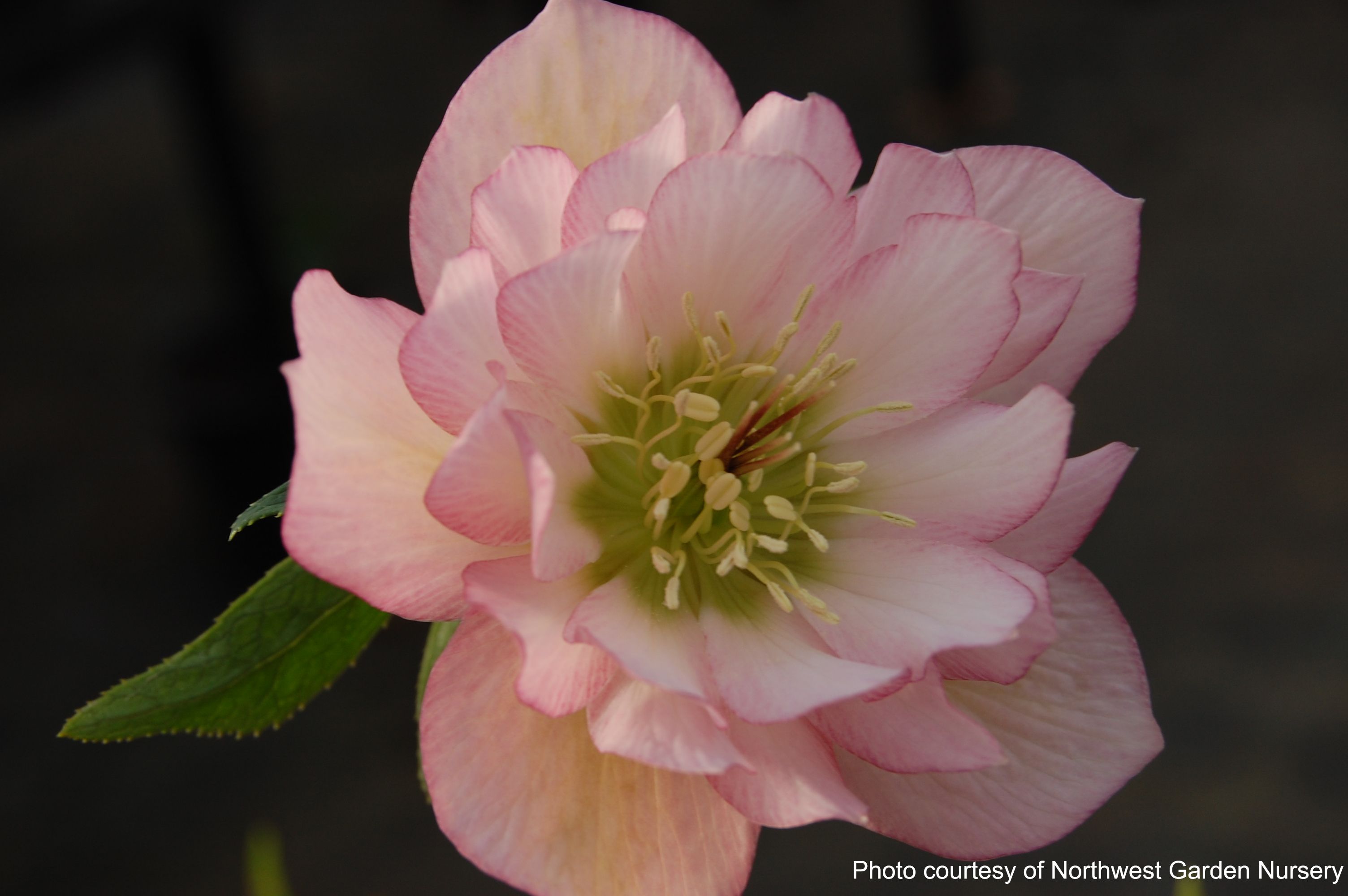 Helleborus x hybridus Winter Jewels 'Cotton Candy' - Thumbnail 4