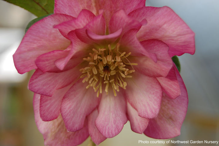 Helleborus x hybridus Winter Jewels® 'Cotton Candy' (Lenten Rose)