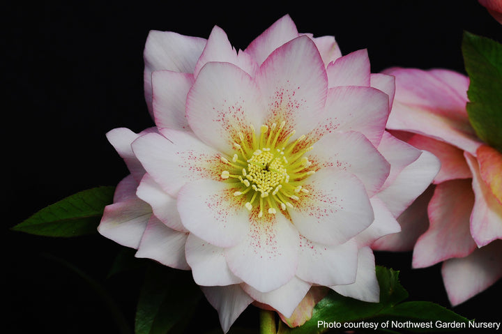 Helleborus x hybridus Winter Jewels® 'Cotton Candy' (Lenten Rose)